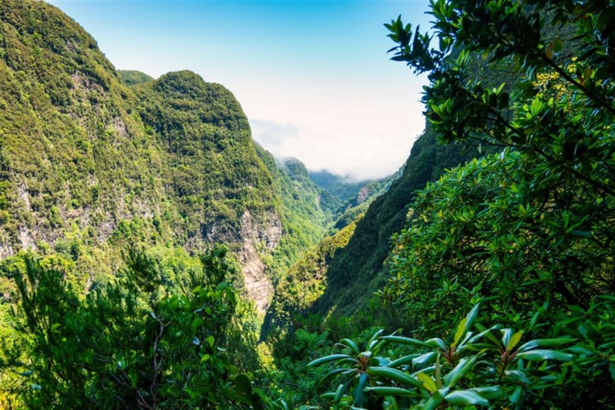 Madeira Levada