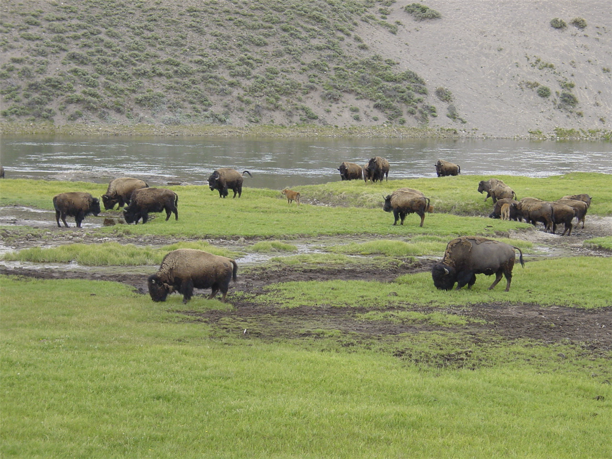 Im Yellowstone NP: eine Bisonherde