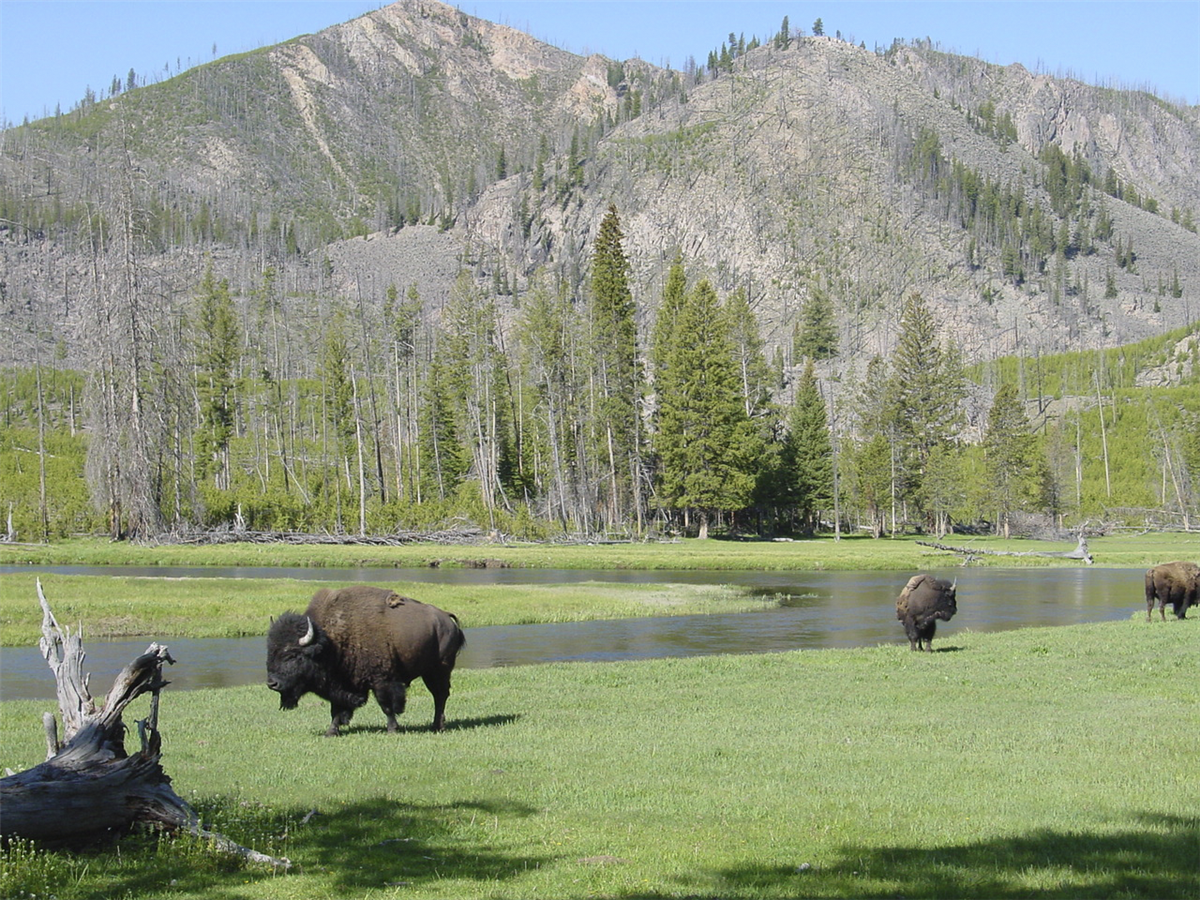 Idylle im Yellowstone NP