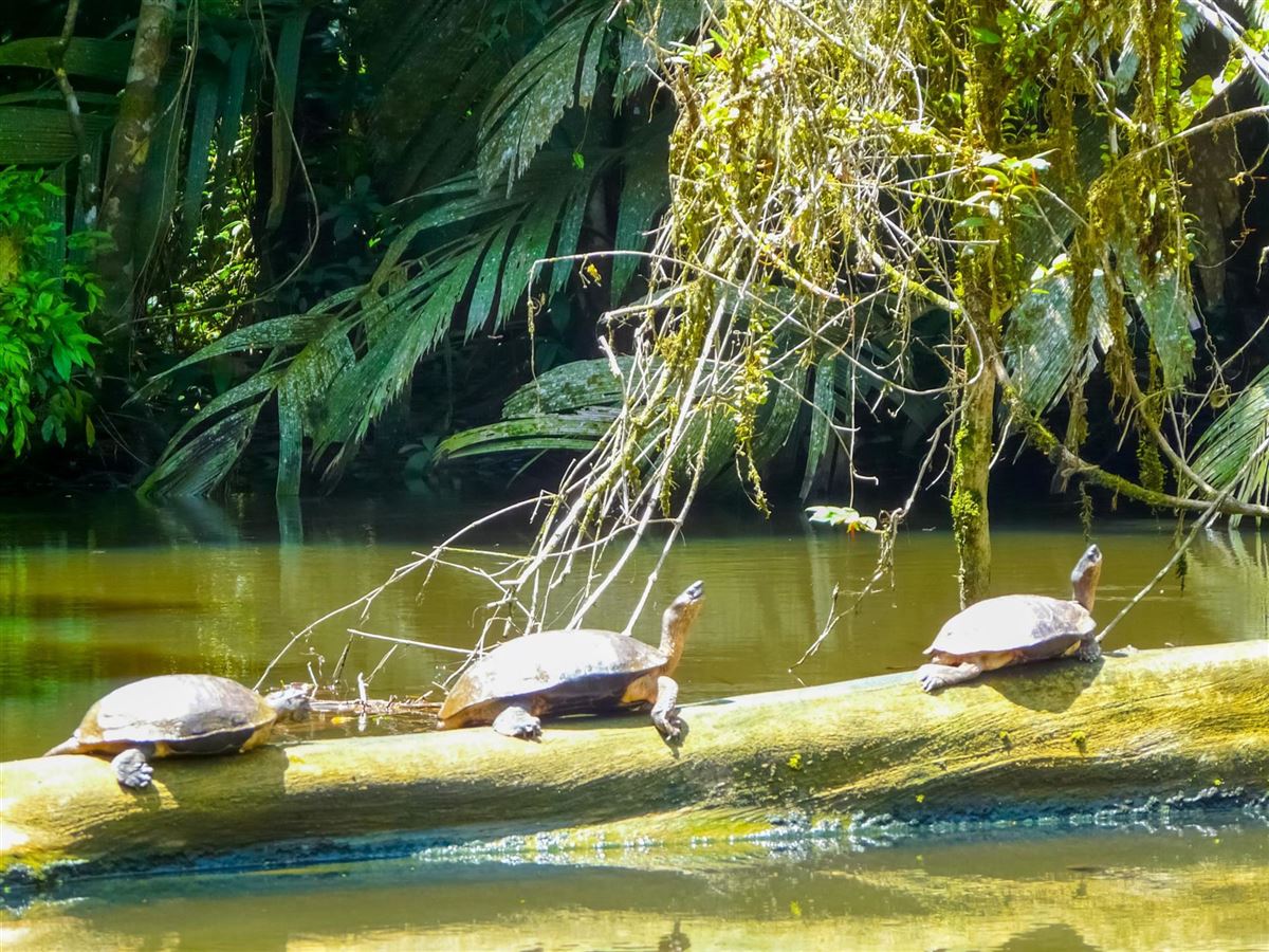 Costa Rica, Tortuguero-Nationalpark, Schildkroeten