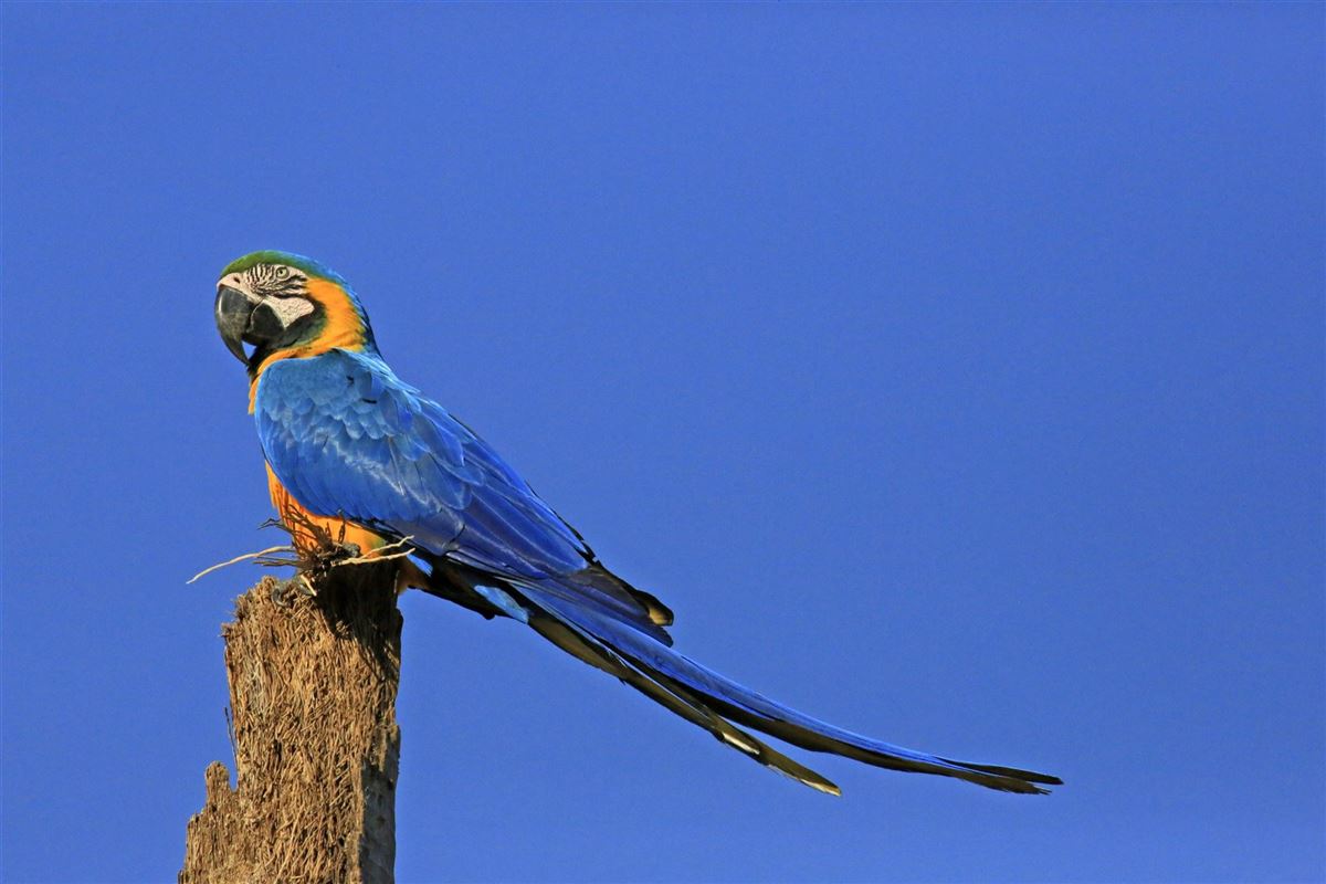 Gelbbrustara (Ara ararauna) im Pantanal