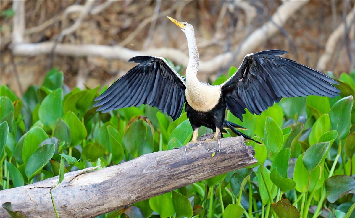 Schlangenhalsvogel mit ausgebreiteten Flügeln