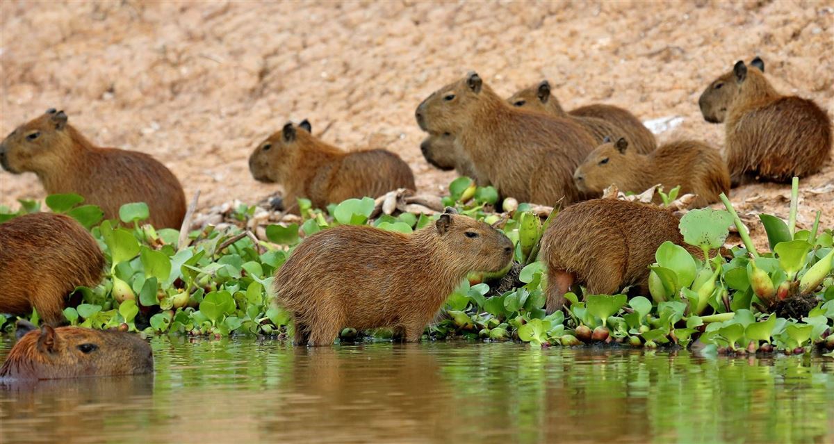 Wasserschweine