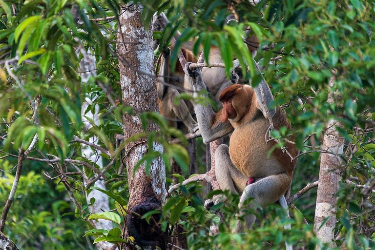 Orang-Utans, Drachen und Vulkane © by DIAMIR Erlebnisreisen GmbH