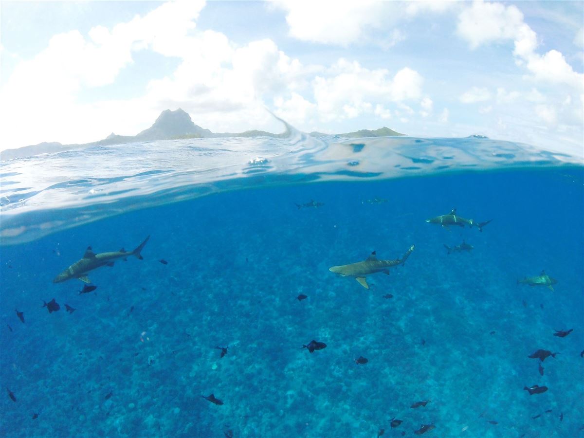 Schwarzspitzenriffhaie vor Bora Bora