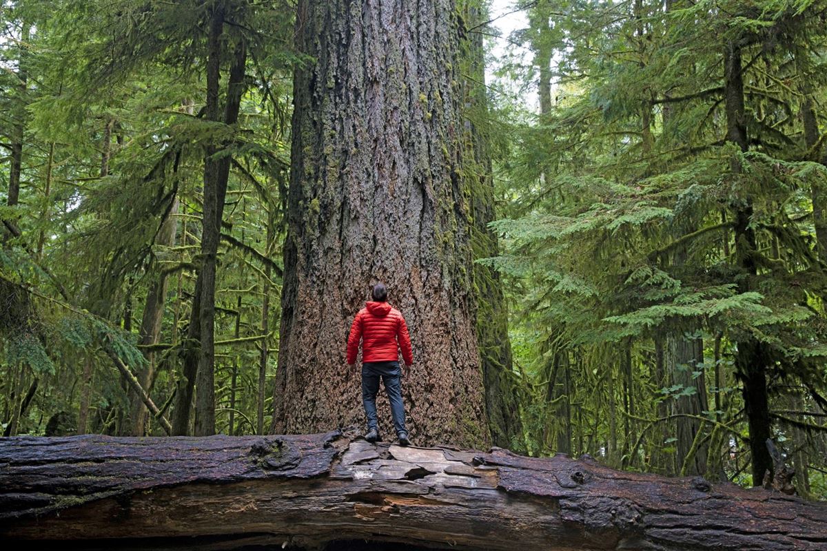 Wanderer bewundert Riesenbäume, Cathedral Grove, Vancouver Island