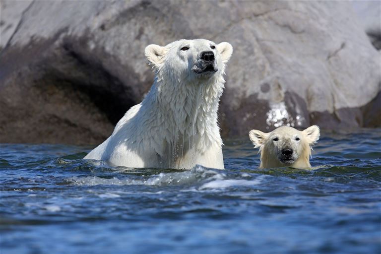 Eisbären und Belugas am Churchill River © by DIAMIR Erlebnisreisen GmbH