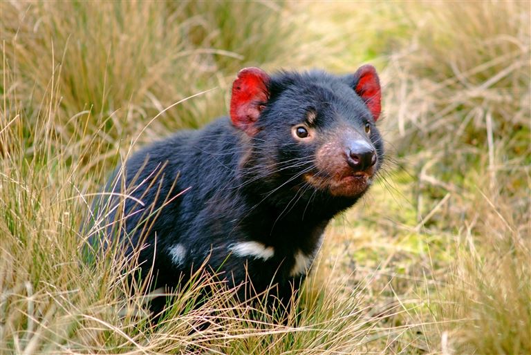 Tasmanien Rundreise © by DIAMIR Erlebnisreisen GmbH