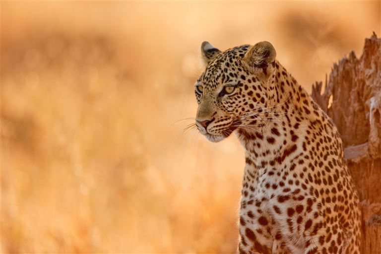 Sternstunden Südafrika – Rundreise