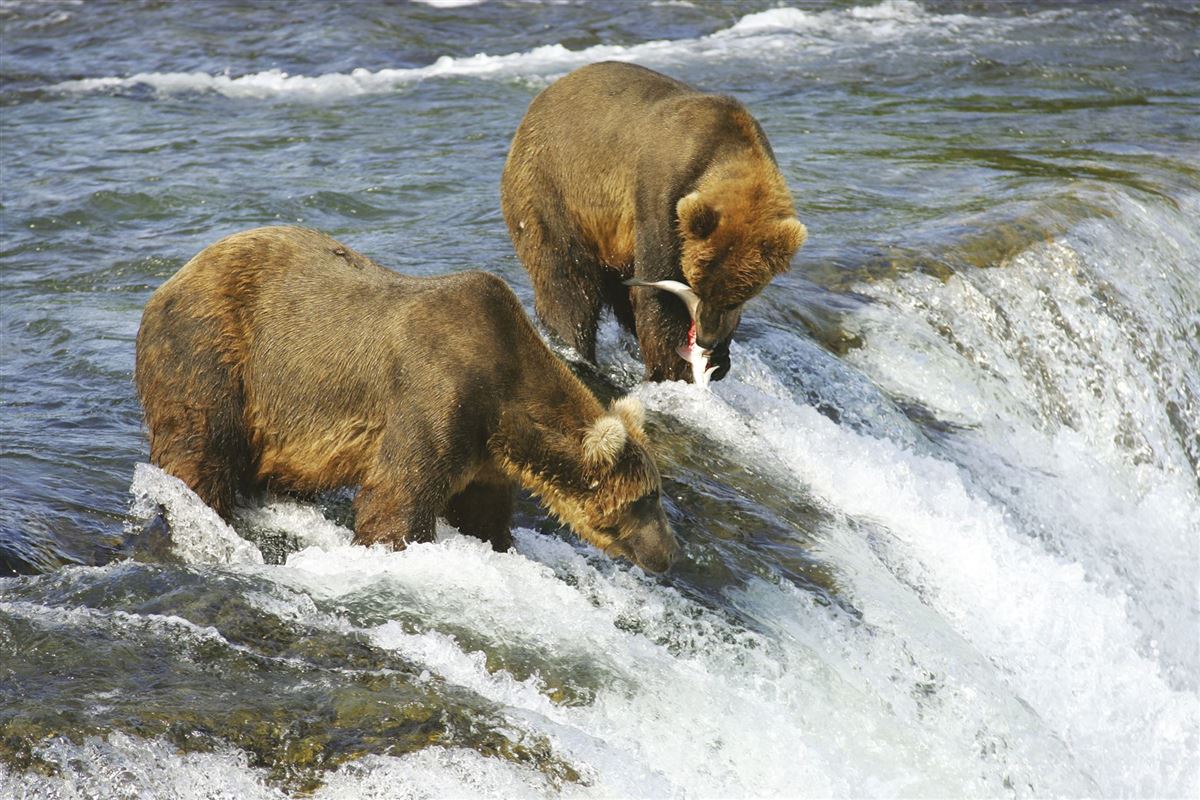 Braunbären auf Lachsfang in Alaska