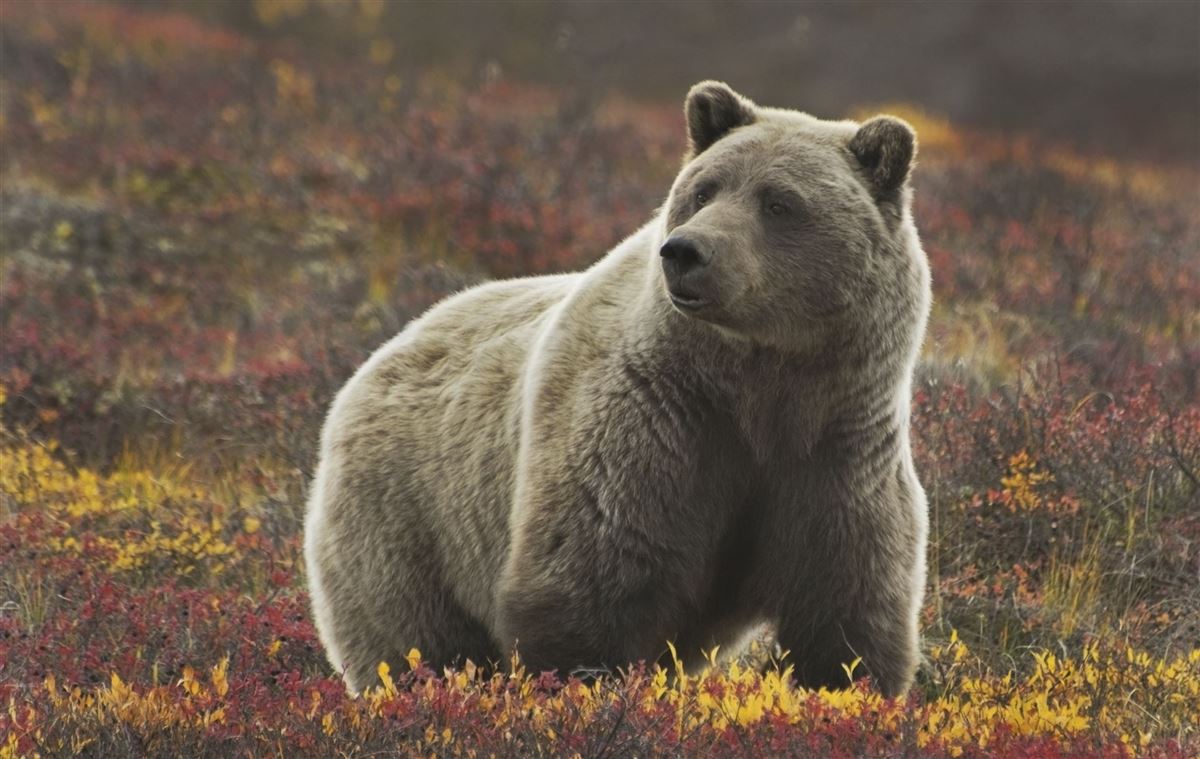 Grizzly-Bär