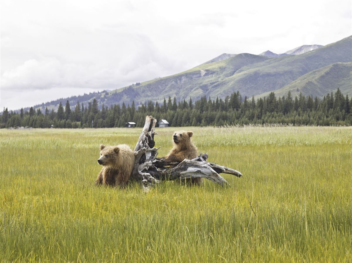 Bären im Denali-Nationalpark