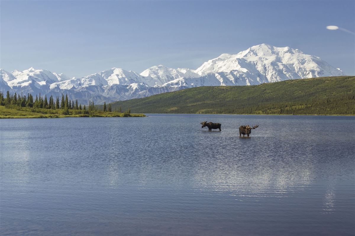 Elche im Wonder Lake vor der Alaska Range