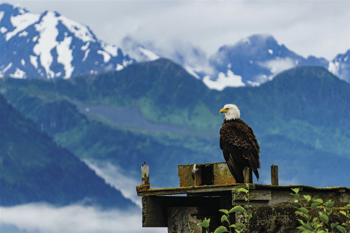 Adler nahe Seward