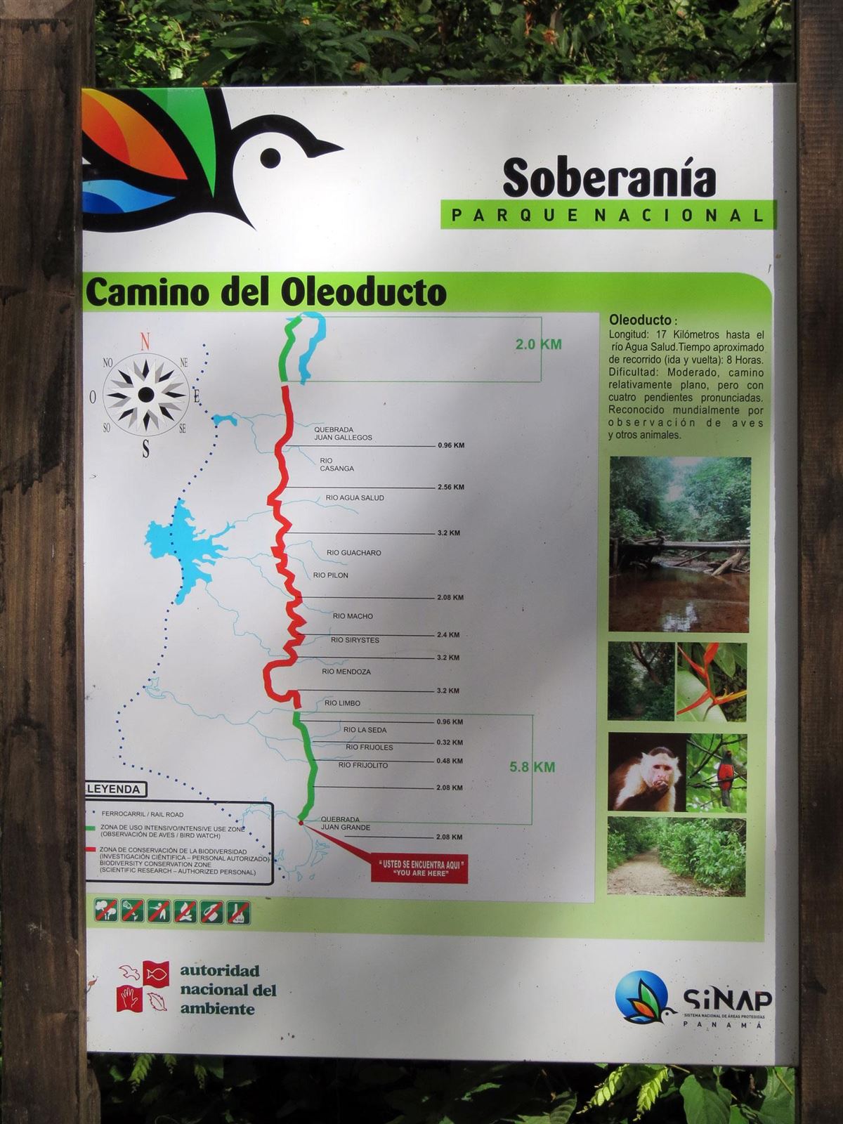 Panama, Pipeline Road im Soberanía Nationalpark