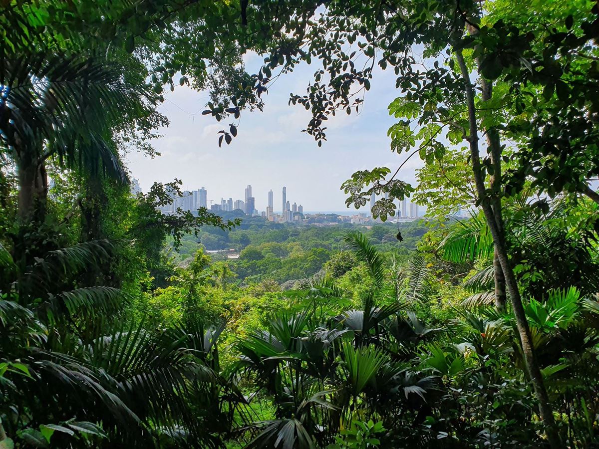 Panama, Regenwald