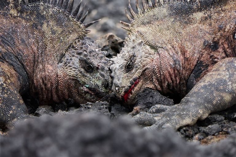 Höhepunkte Ecuadors und Inselhüpfen auf Galapagos – Rundreise