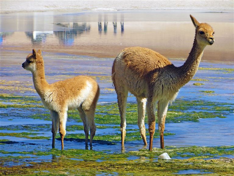 Höhepunkte der Andenstaaten – Rundreise