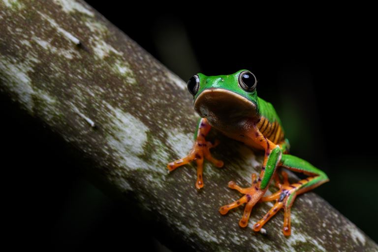 Höhepunkte zwischen Machu Picchu & Amazonas © by DIAMIR Erlebnisreisen GmbH