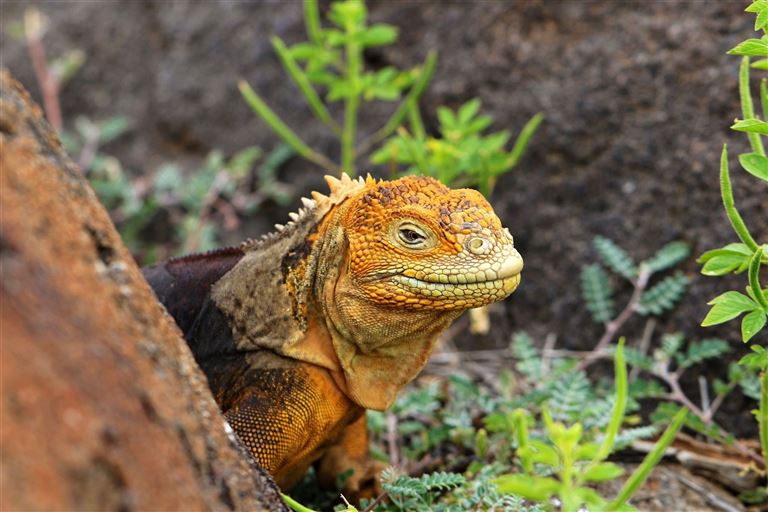 Höhepunkte zwischen Machu Picchu und Galapagos – Rundreise