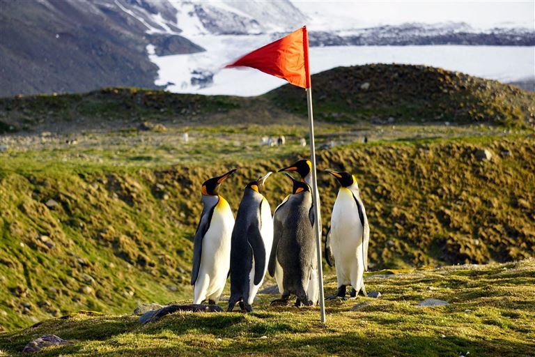 Tierparadiese Falkland und Südgeorgien – Rundreise