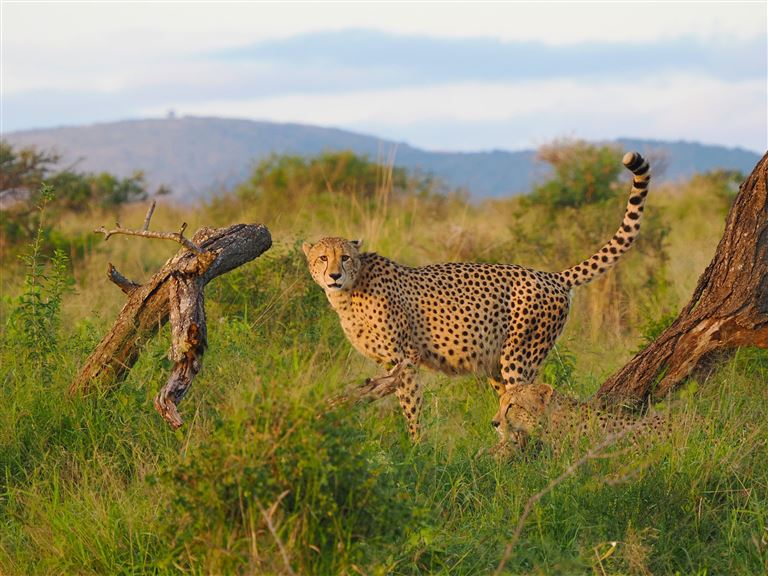 Die „Big Five“ zwischen Kruger NP und Kapstadt © by DIAMIR Erlebnisreisen GmbH