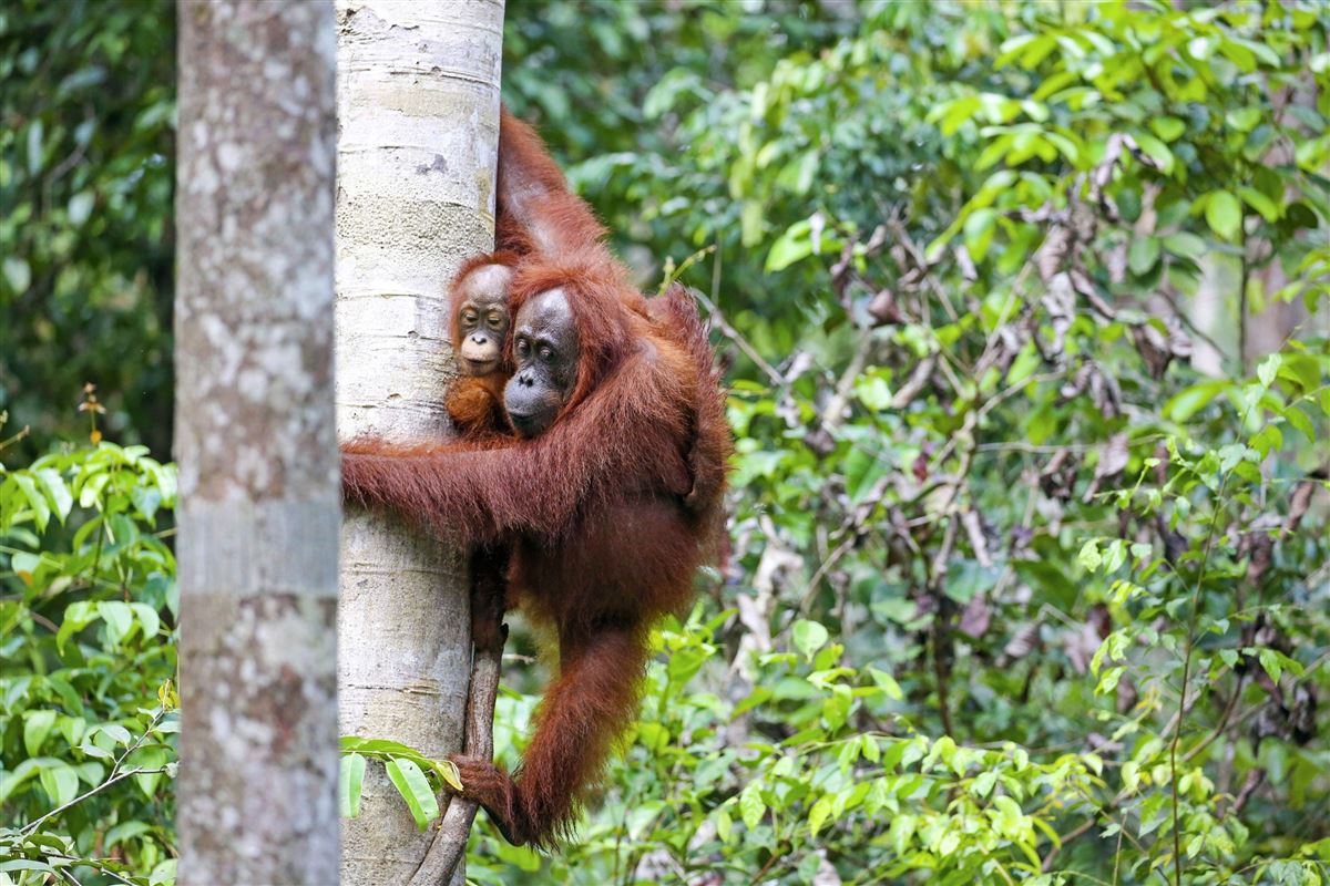 Orang-Utans im Tanjung Puting NP