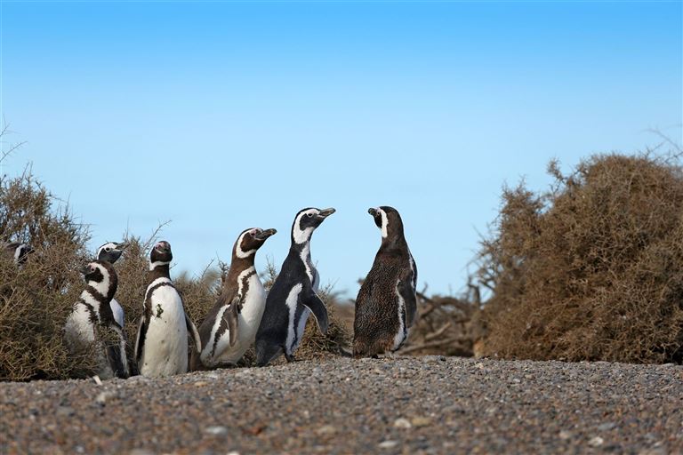 Höhepunkte Argentiniens – Rundreise