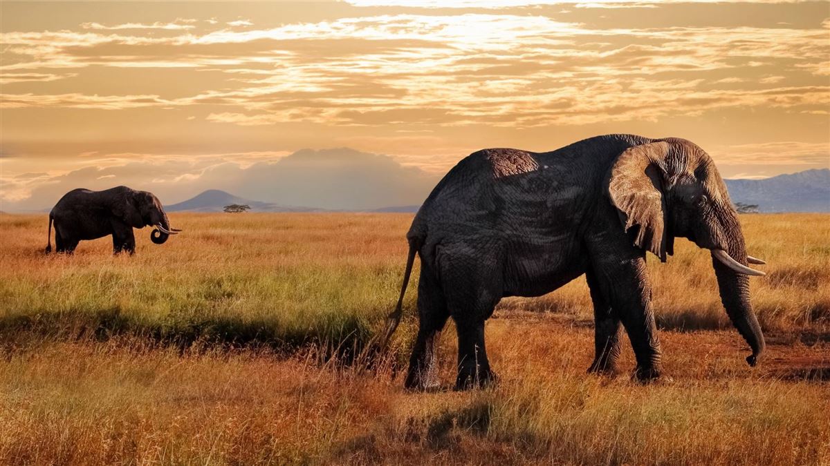 Tansania, Elefanten, Serengeti