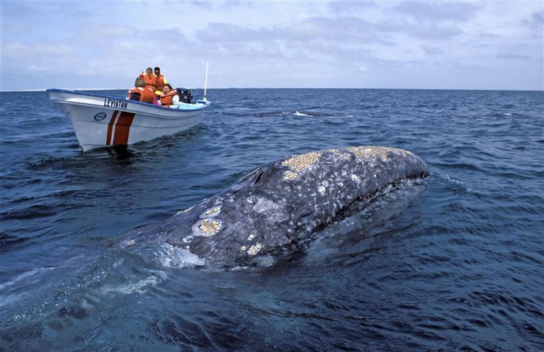 Walbeobachtung auf der Baja California – Rundreise