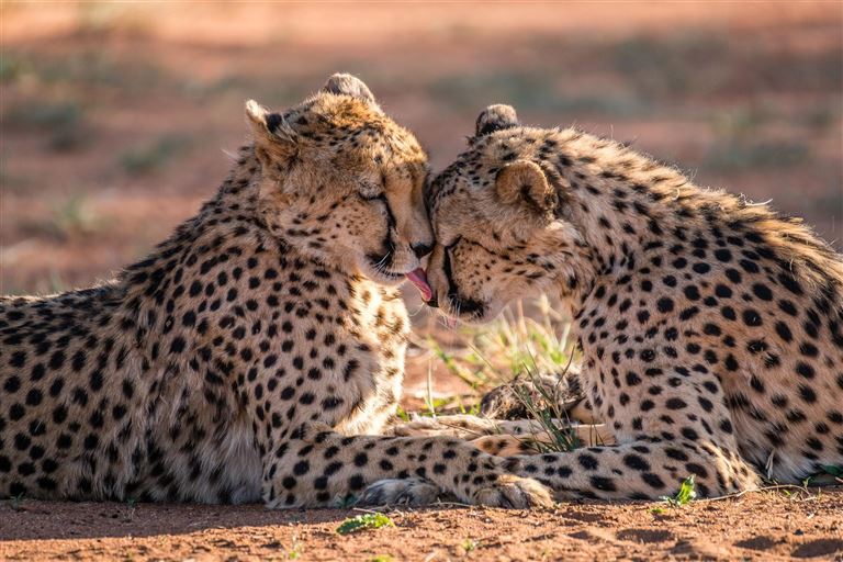 Namibia zwischen Wüste und Wildnis © by Berge & Meer Touristik GmbH