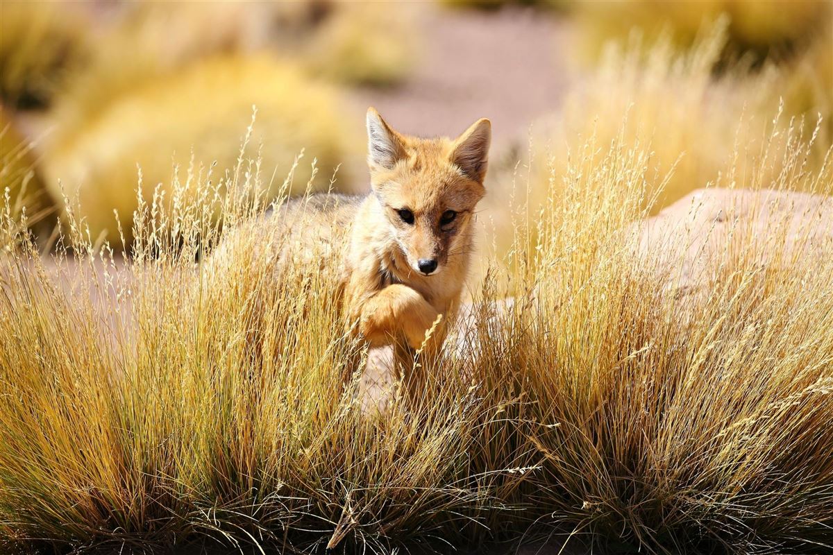 Neugieriger Andenfuchs