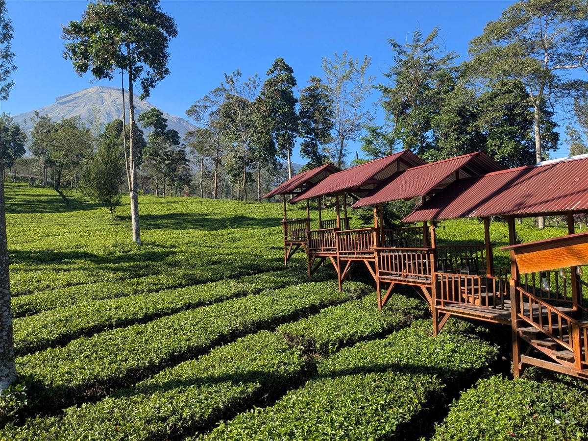 Cameron Highlands