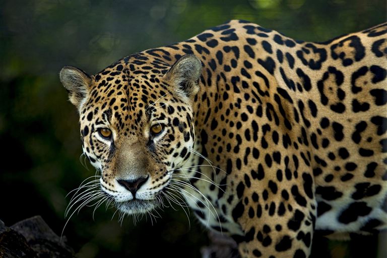 Im Reich des Jaguars – Rundreise