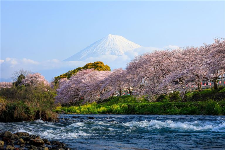 Bonsai - Japan kompakt erleben  – Rundreise