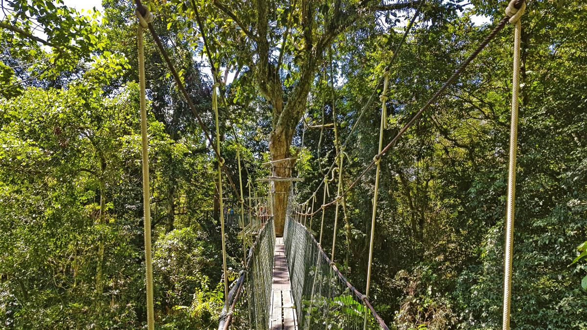 Baumwipfelpfad im Mulu-Nationalpark