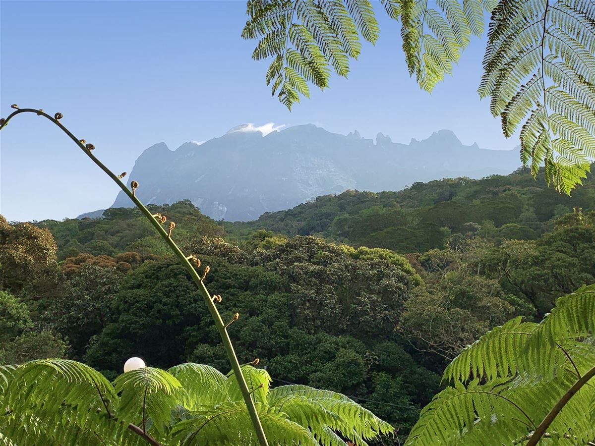 Blick auf den höchsten Berg Südostasiens – Mt. Kinabalu (4095 m)