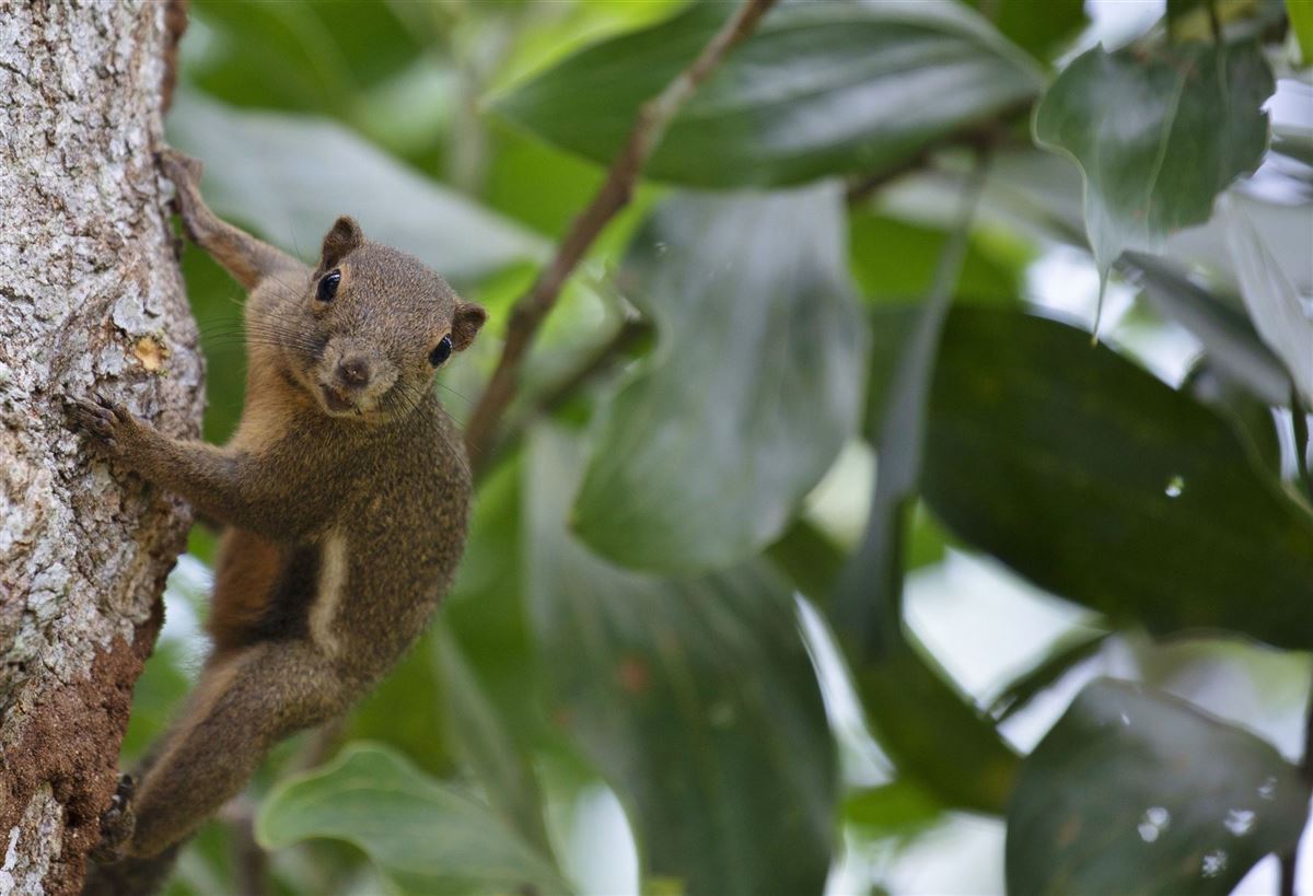Das Borneo-Hörnchen ist ein auffällig großer Vertreter seiner Art