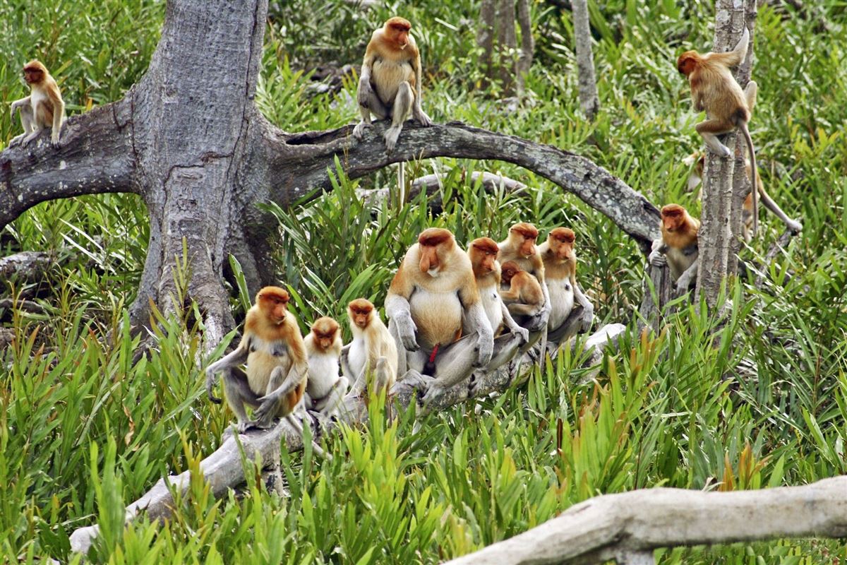 Gruppe Nasenaffen auf Borneo