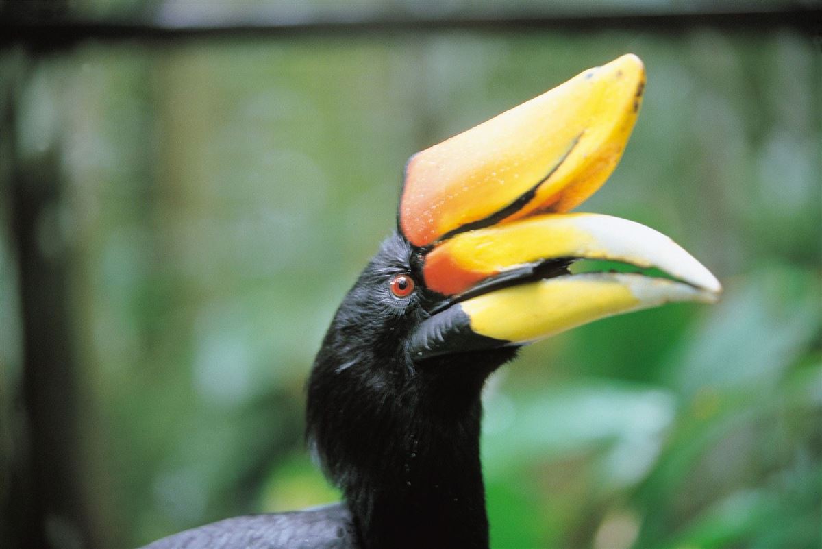 Nashornvogel, manchmal auch nur Hornvogel genannt, im Dschungel von Borneo