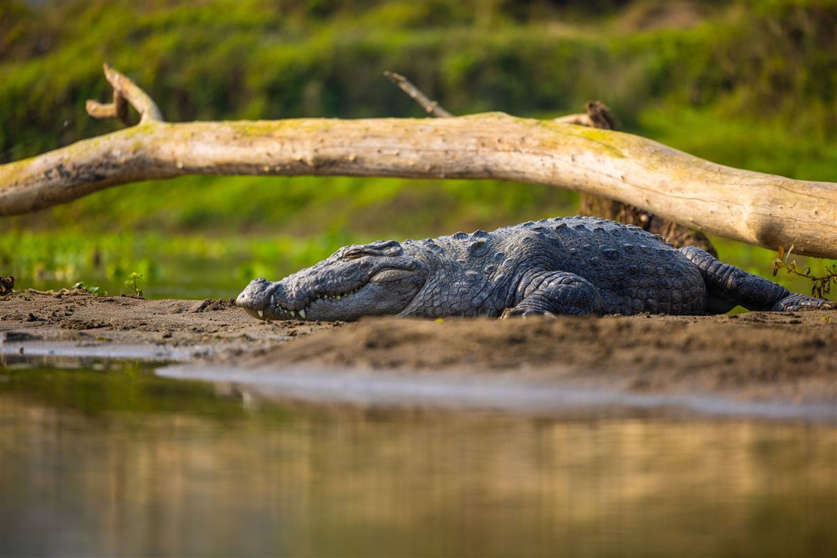 Ruhendes Krokodil am sandigen Flussufer im Chitwan-Nationalpark in Nepal