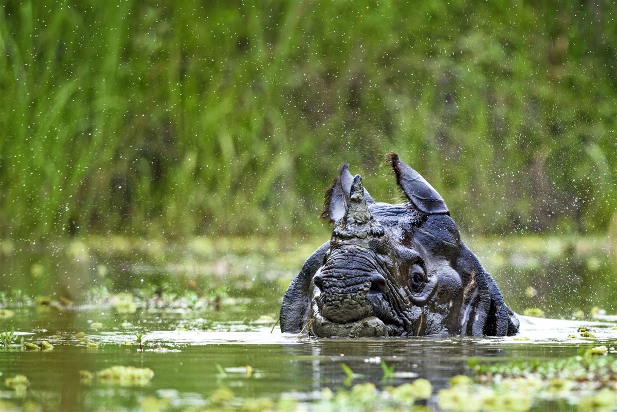Wildnis pur – Panzernashorn in Bardia