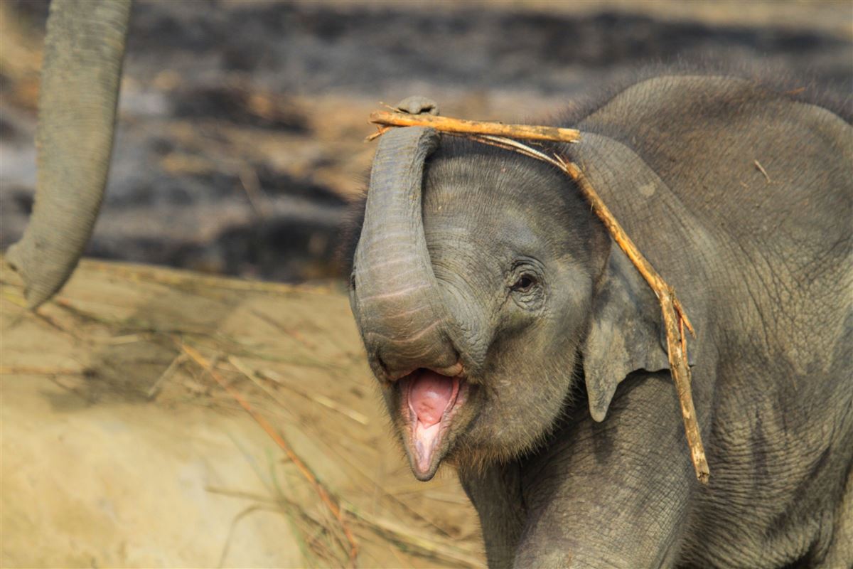 Elefant im Chitwan-Nationalpark