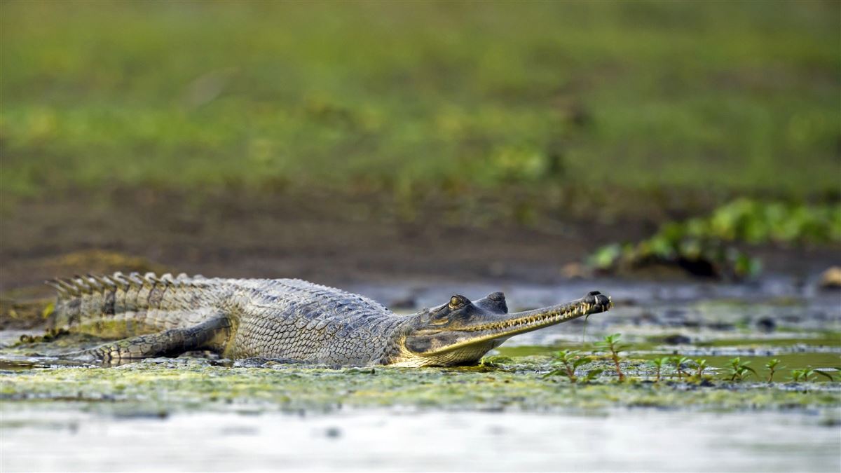 Ganges-Gavial auf Pirsch