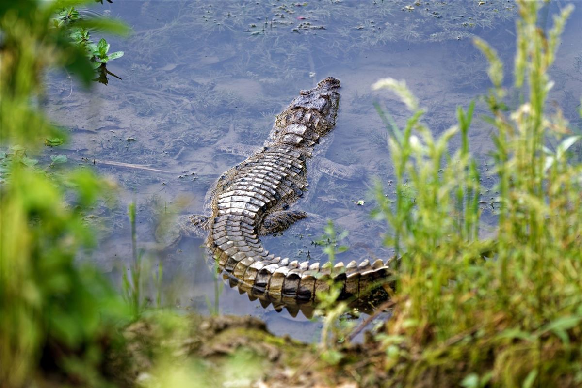 Krokodil im Chitwan-Nationalpark