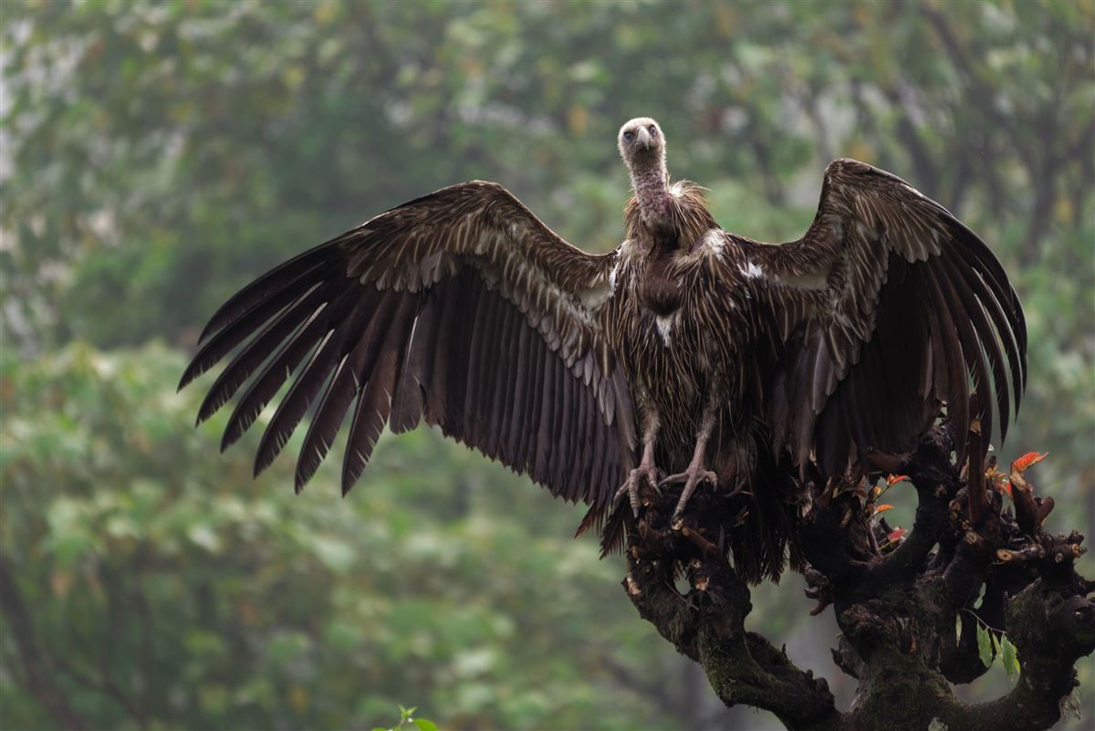 Nepals wilde Vogelwelt im Chitwan-Nationalpark (UNESCO)