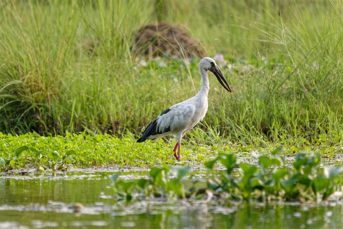 Asiatischer Storch im Chitwan-Nationalpark (UNESCO)