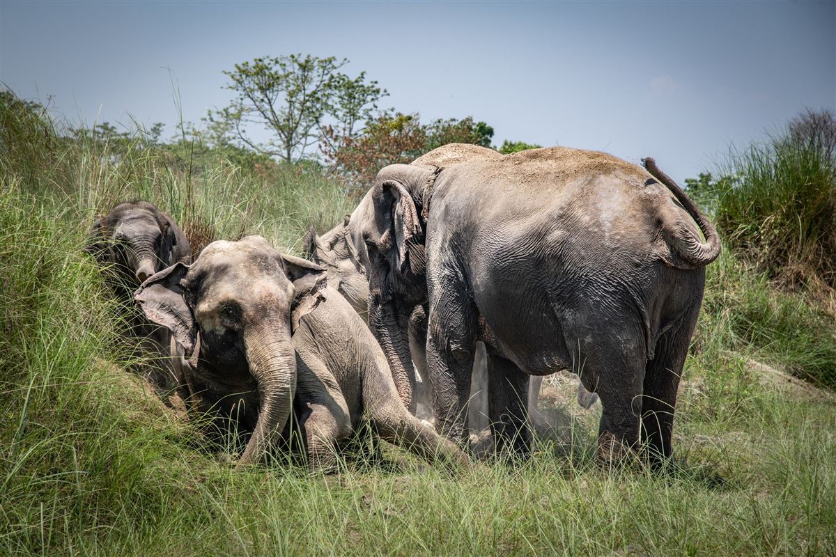 Elefanten im Chitwan-Nationalpark (UNESCO)