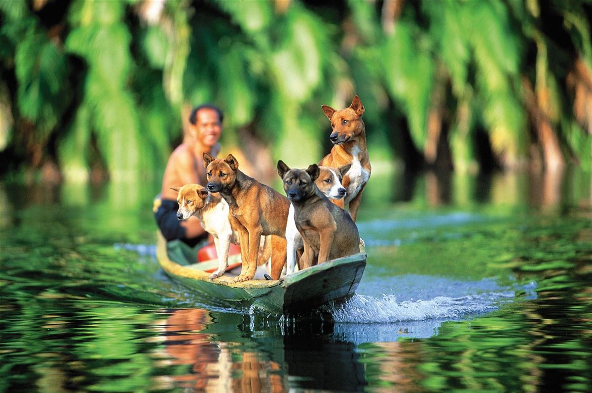 Begegnung bei einer Flusssafari in Borneo