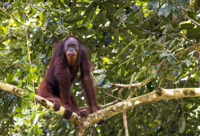 Zwischen Regenwäldern, Orang-Utans und Streetfood – Rundreise